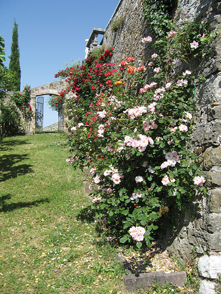 sentiero delle rose Rosazzo