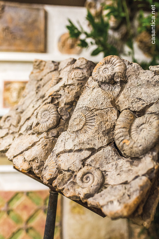 Decorazione terracotta fossili