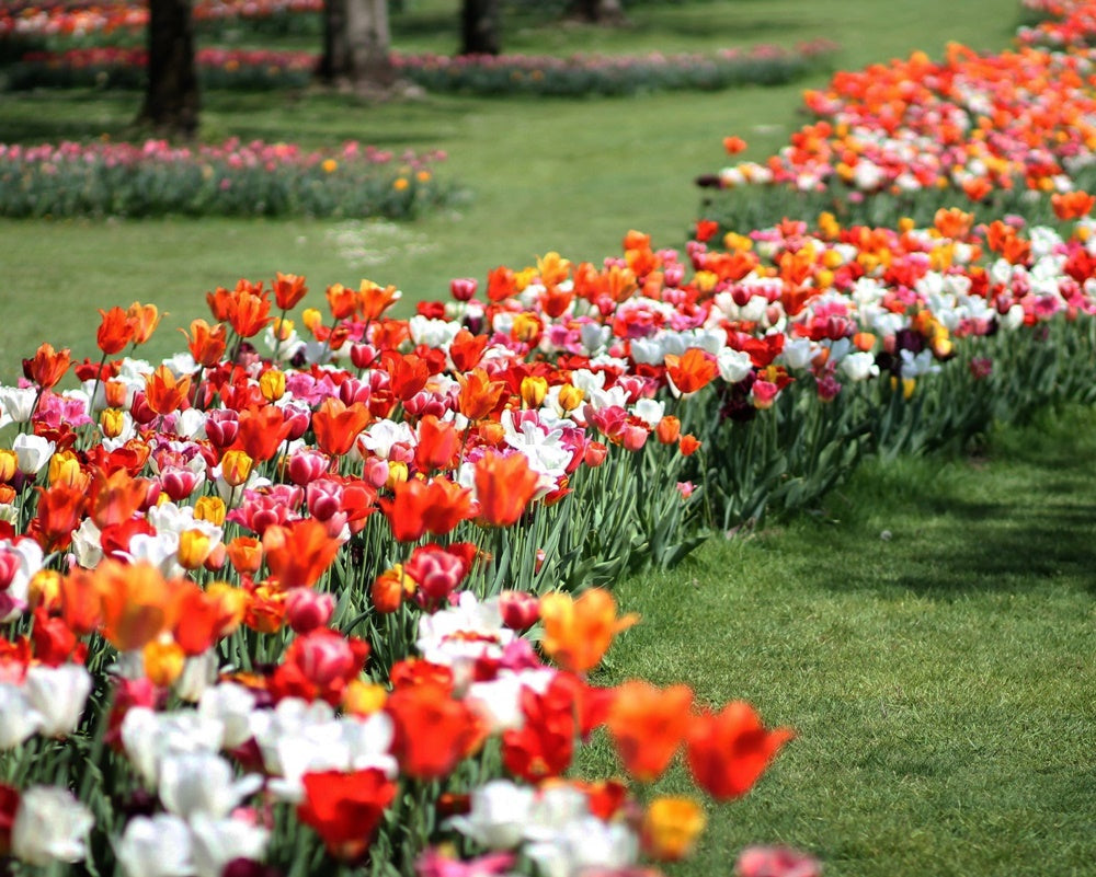 tulipanomania parco giardino sigurtà