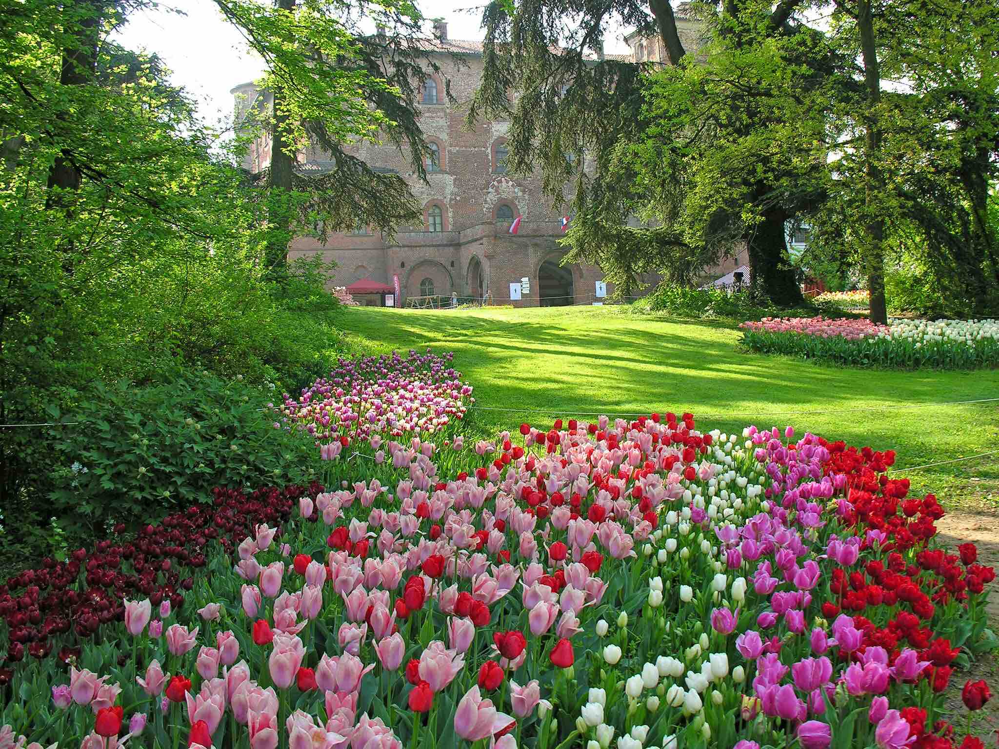 100 mila bulbi in fiore per il 20° compleanno di Messer Tulipano